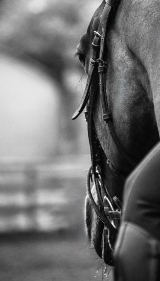 horse-2374374_1280 (1) horse-2374374_1280 (1)